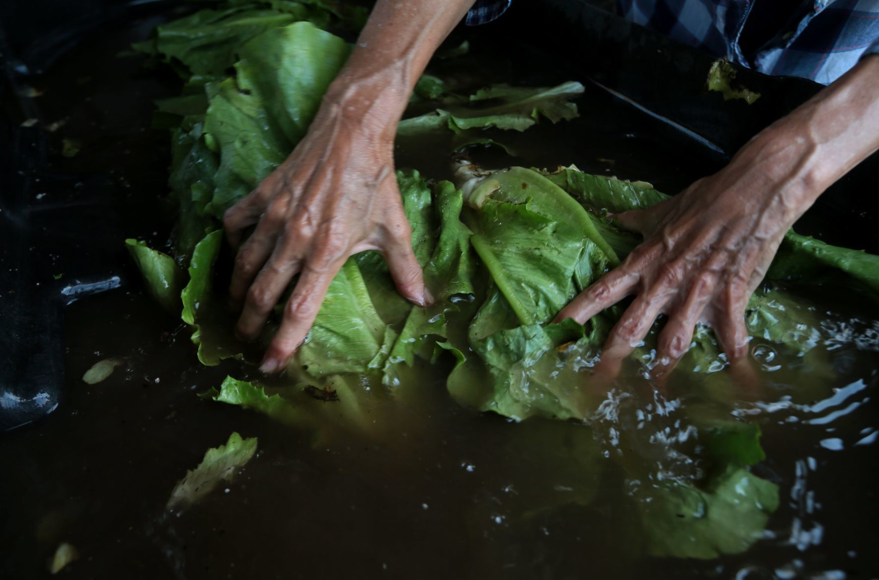 Seeds of Hope Farm in Spanish Lake offers income-tiered CSA shares